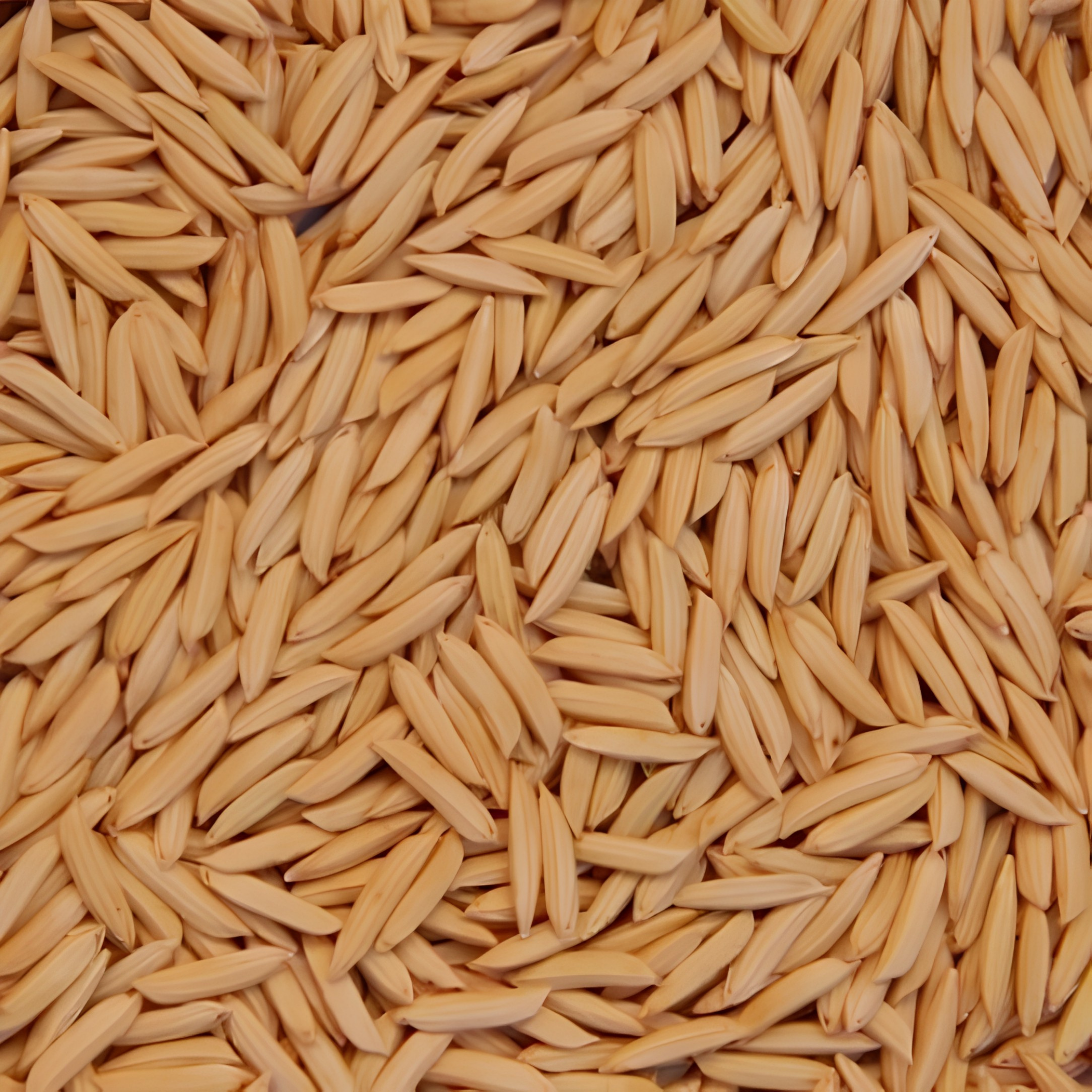 Arroz em Casca